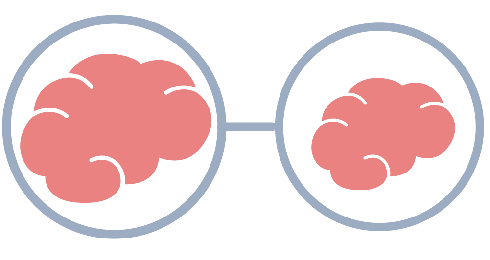 Brain Facts. Click above to show images.